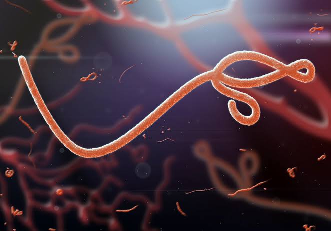 NCDC places Lagos, FCT, others on high Ebola alert amid regional outbreak
